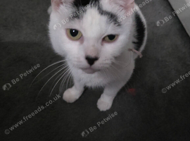 2 male 1 female kittens