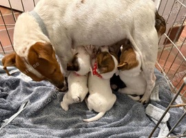 Jack Russell puppies