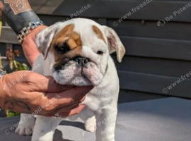 Puppy&rsquo;s for sale