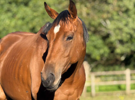 15.3 mare
