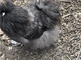 USA silkie cockerel