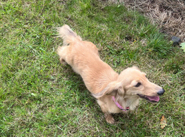 Long coat Dachshund girl