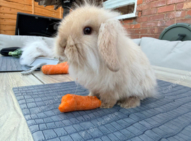 Lion head mini lops for sale
