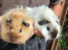 2 cali cross girls looking for new home
