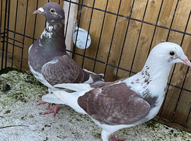 Racer pigeons for sale in Birmingham