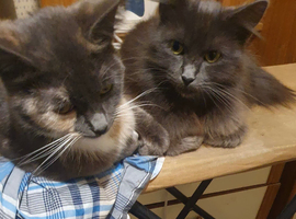 Adult cats and kittens looking for loving homes