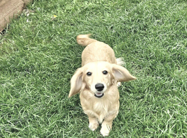 Beautiful KC registered English cream female