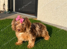 Miniature Daschund