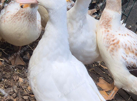 Cherry Valley Ducks