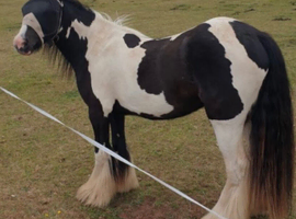 13.2 piebald cob