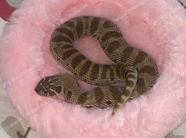 Female conda hognose