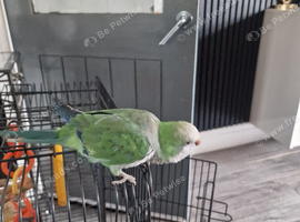 Selling my bird
