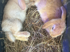 4 Beautiful Pure Mini Lops