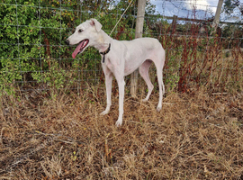 Well bred saluki x greyhound