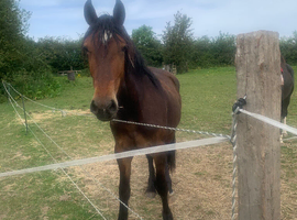 Registered Welsh D 2 years old
