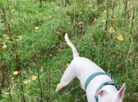 Pedigree English Bull Terrier for Stud