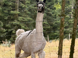 Male Lamas