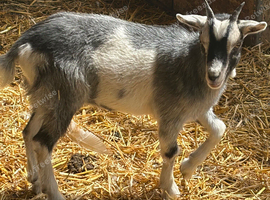 1 Pygmy goat kid for sale
