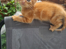3 kittens for sale