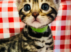Beautiful Bengal
