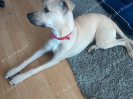 Lurcher x staffie puppie