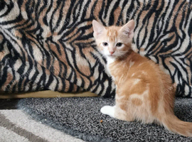 Kittens