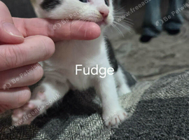Kittens ready for a forever home