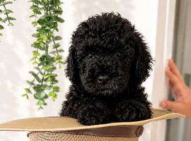 Lhasapoo x cockapoo
