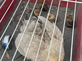 Pekin Bantam Chicks