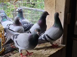 Recer pigeon