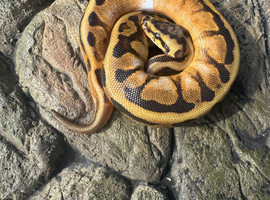 Femal sugar Spotnose leopard Het clown