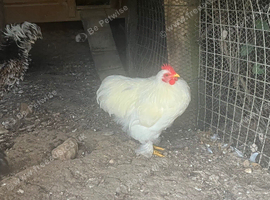 Pekin Cockerel for sale