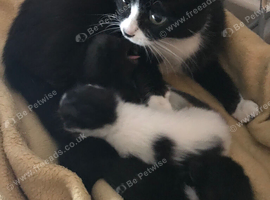 Stunning kittens