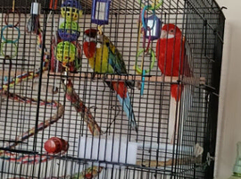 3 rosellas 1 cockateil