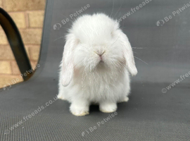 X2 lovely mini lops