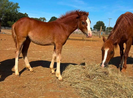 Chestnut Filly 4 white socks