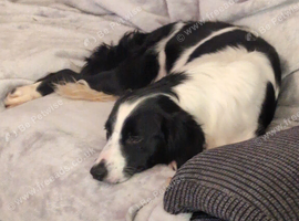 The perfect Sofa cuddle buddy