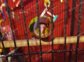 Conure