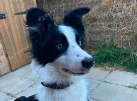 Looking for a border collie