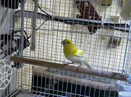 Young pair of yellow mosaic canarys