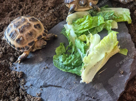 Baby Horsfield (Russian) Tortoise For Sale