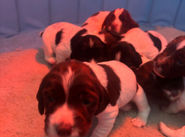 Springer pups for sale
