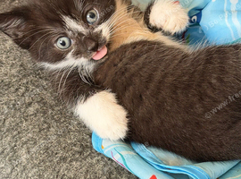 2 lovely kittens ready 23rd July