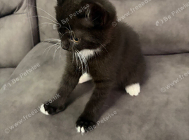 Mixed breed British Shorthair