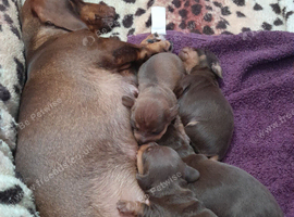 Miniature Dachshund puppy named Poppy