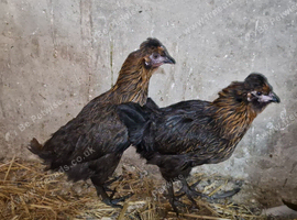 Crested young hens