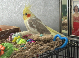 Gorgeous young cockatiel for sale