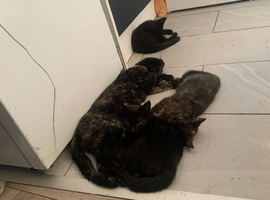 Kittens for sale !!!