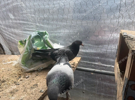 Hi everyone, I have a breeding pair of Turkish Tumbler pigeons for sale, along with one chick. They are healthy, well cared for, and great tumblers!