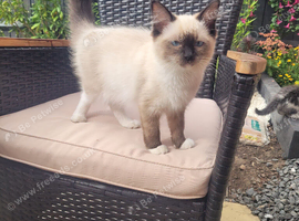 Gorgeous Ragdolls Available